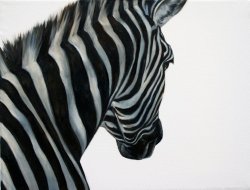 Zebra Right